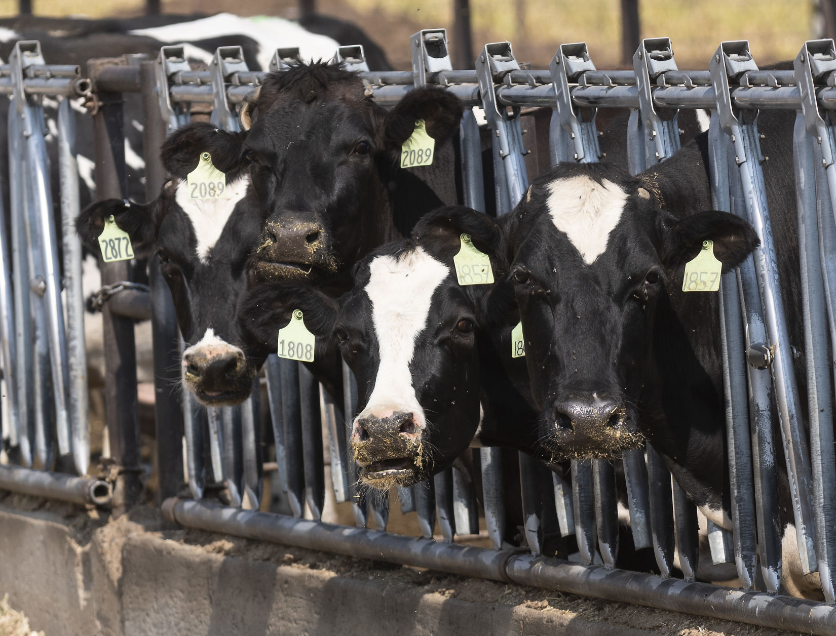 Dairy cows